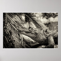 Crocodylus Moreletii Posters