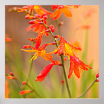 Crocosmia - poster