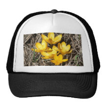 Crokus amarillo Crokus Vern Gorro