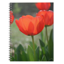 Cuaderno de los tulipanes