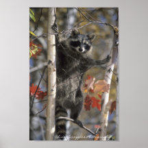Cuál está encima de los posters del mapache