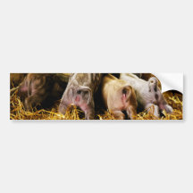 Cuatro cerdos de Mangalitsa del cochinillo del beb Etiqueta De Parachoque