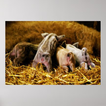 Cuatro cerdos de Mangalitsa del cochinillo del beb Posters