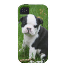 Cubierta de Iphone del perrito de Boston Terrier iPhone 4 Fundas