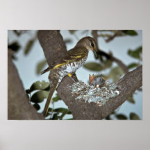 Cuco negro Shrike Poster