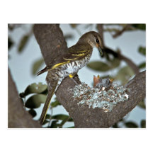 Cuco negro Shrike Tarjeta Postal