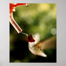 Cuento del colibrí posters