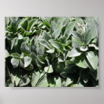 Cuero Posters