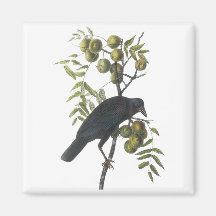 Cuervo americano, John James Audubon Iman Para Frigorífico