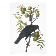 Cuervo americano, John James Audubon Anuncios Personalizados