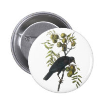 Cuervo americano, John James Audubon Pin