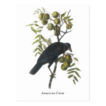 Cuervo americano, John James Audubon Tarjetas Postales