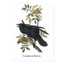 Cuervo común, audubon de Juan Postal