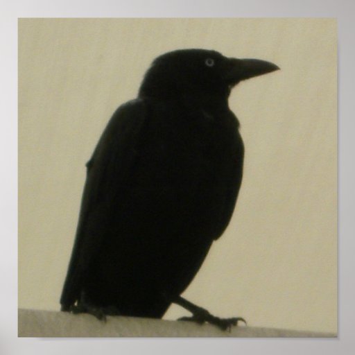 Cuervo negro poster