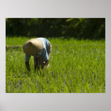 Cultivando arroz poster