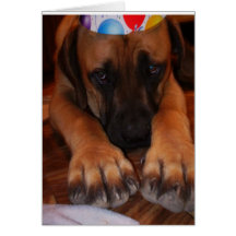 Cumpleaños del mastín - cumpleaños inglés del perr tarjetas