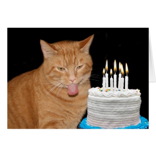 Cumpleaños divertido del gato felicitación