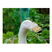 Cunningulen el blanco tarjetas postales