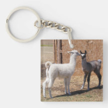 Curiosidad de Cria Llaveros