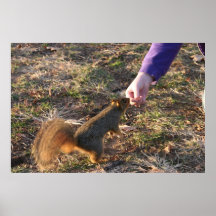 Curiosidad Poster