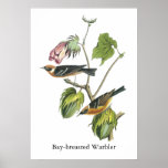 Curruca de la Bahía-breasted, Juan Audubon Poster
