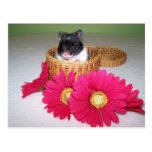 cutie de Noah Tarjeta Postal