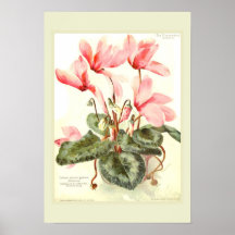 Cyclamen Impresiones