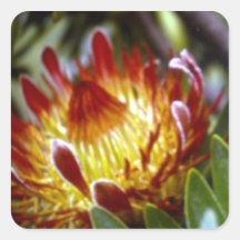 cynaroides del protea calcomanías cuadradass