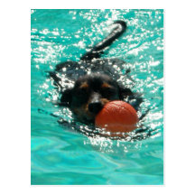 ¡Dachshund de la natación! Postales