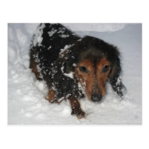 Dachshund en la postal de la nieve