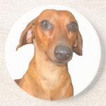 Dachshund miniatura posavasos