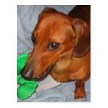 Dachshund miniatura postal