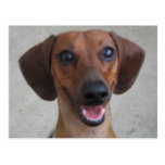Dachshund miniatura postal
