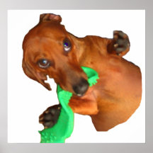 Dachshund miniatura poster