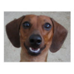 Dachshund miniatura tarjeta postal