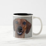 Dachshund miniatura taza de café