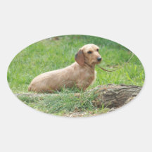Dachshund miniatura Wirehaired Colcomanias De Óval Personalizadas