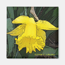 'Daffodil amarillo Imanes De Nevera