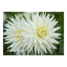 Dalia blanca anuncio personalizado