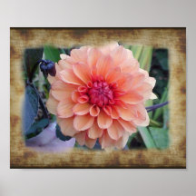 Dalia del albaricoque con un soporte de lino apena posters