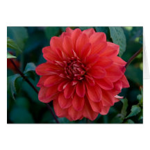Dalia, maravillosa felicitación