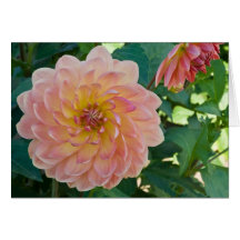 Dalia, melocotones felicitación