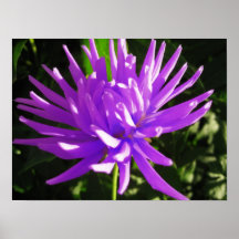 Dalia púrpura impresiones