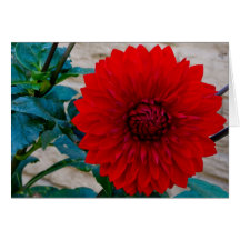 Dalia roja felicitación