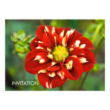 Dalia roja y blanca comunicados personalizados
