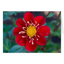 Dalia, rompecorazones tarjeton