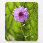 Dalia rosada, efecto Mousepad de Aquarell