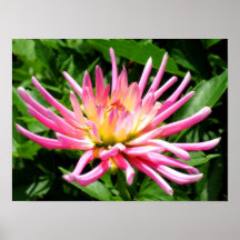 Dalia rosada poster