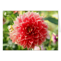 Dalia Tarjetas