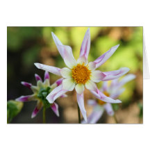 Dalia, Willie Willie Tarjetas
